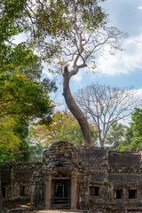 Angkor Thom, Siem Reap, Cambodia.  Ta Prohm temple with trees and roots clinging to the stonework - Entrance