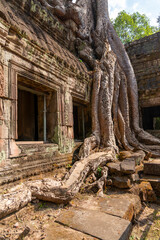 Angkor Thom, Siem Reap, Cambodia.  Ta Prohm temple with trees and roots clinging to the stonework - detail