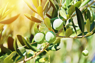 Olives or Olive Fruit on Tree Close Up in Plantation with Sunshines