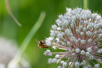 A western honey bee collects nectar from a white, spherical allium flower head against a soft-focus green background © George Schmiesing
