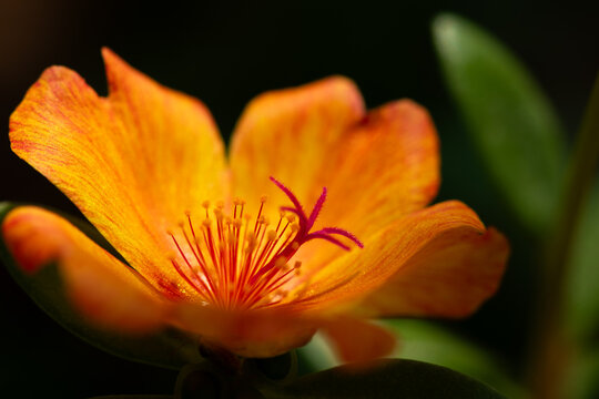 Vibrant orange flower captured in soft natural light with shallow depth of field.