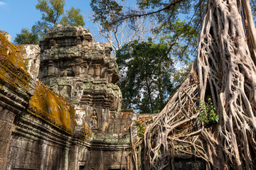 Angkor Thom, Siem Reap, Cambodia.  Ta Prohm temple with trees and roots clinging to the stonework - detail