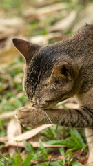 Close-up of Tabby Cat Grooming Itself Outdoors
