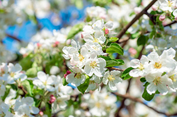 Spring Apple Blossom over blue sky.