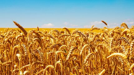 Wheat field and blue sky with clouds