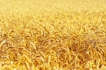 Fields of wheat at the end of summer fully ripe