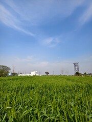 corn field and blue sky