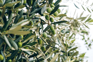 Fototapeta premium Olive tree with unripe olives in a bright outdoor setting during the day