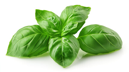Fototapeta premium Basil leaves. Basil leaves isolated on white