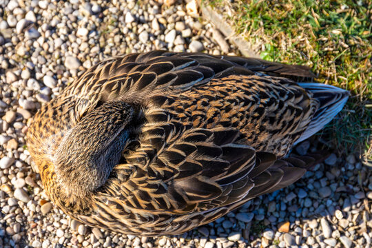 Mallard, Mallard, Anas platyrhynchos, Mallard duck. Female