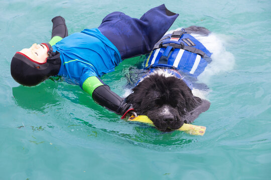 Water rescue dog, Newfoundland