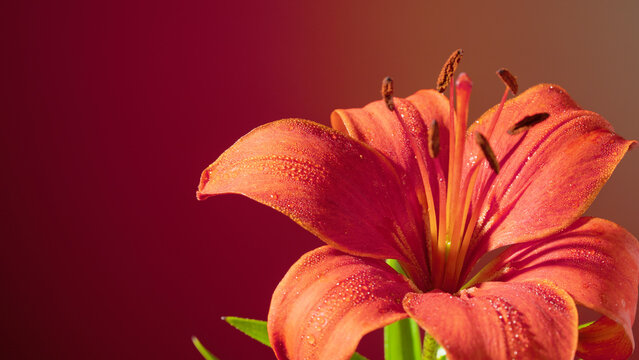 Orange lily macro with warm gradient backdrop, detailed stamen and textured petals, tropical silhouette, strong color contrast for editorial use