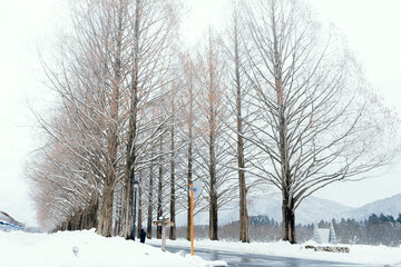 滋賀 メタセコイア並木の雪景色