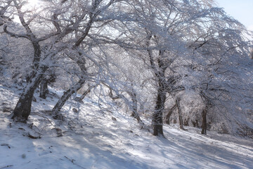 Fototapeta premium Sunlit snow-covered trees in the mountain forest, Crimea