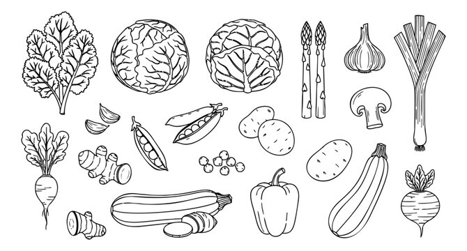 Hand drawn line art vegetable set featuring a variety of fresh produce for cooking and healthy lifestyle
