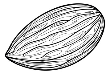 Hand drawn line art illustration of almond depicting a whole nut for healthy eating and cooking concepts