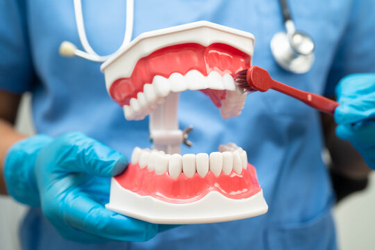 Doctor clean teeth denture with toothbrush for teach patient and dentist studying about dentistry.