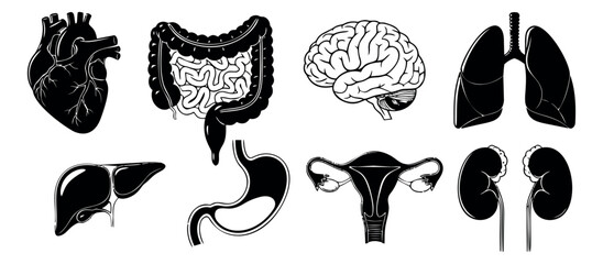 Graphic line art human anatomy set featuring heart, brain, lungs, liver, stomach, intestines, uterus, and kidneys for medical education