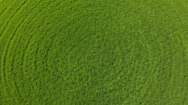 Top-down view of vibrant green grass texture forming natural circular patterns in a field, representing freshness and growth.