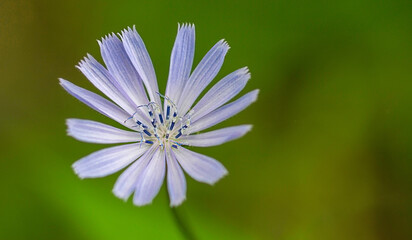 Close-up of a chicory flower. Blue and purple pastel-colored flower petals against a background of lush greenery. Wild medicinal flower Cichorium intybus. Selective focus
