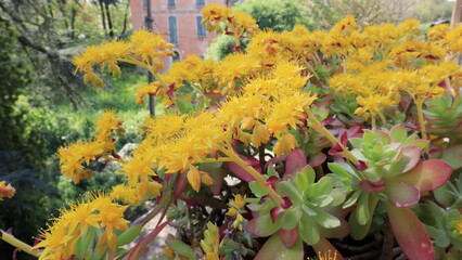 Pianta di sedum palmeri 