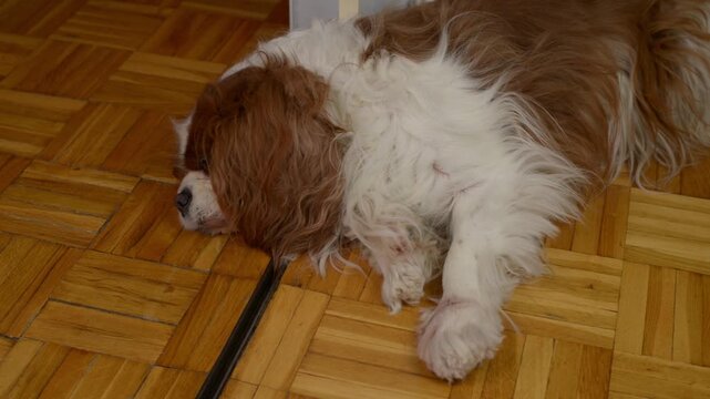 Dog snoring and grunting while sleeping on a floor. Deep, rhythmic snoring in a relaxed slumber, featuring steady breathing and soft vibrations with sound