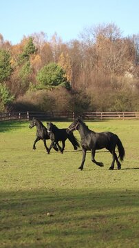 Friesian horses running in pasture