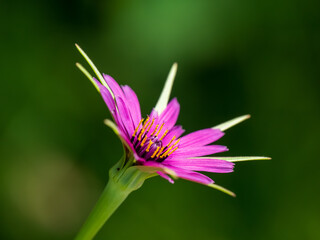 Close up of a Salsify Flower