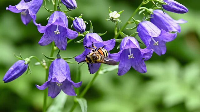 Beautiful purple bellflowers with a bee collecting nectar in a garden.