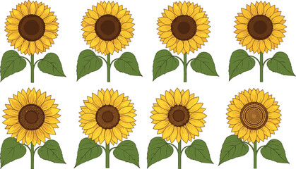 Eight sunflower illustrations with varied petal and disk designs, botanical artwork for nature, decoration, gardening, floral education, and design themes