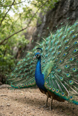 Obraz premium A majestic male peacock displays its ornate tail feathers in a natural, rocky forest environment.