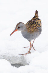 European water rail (Rallus aquaticus)