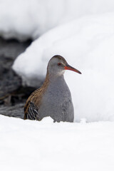European water rail (Rallus aquaticus)