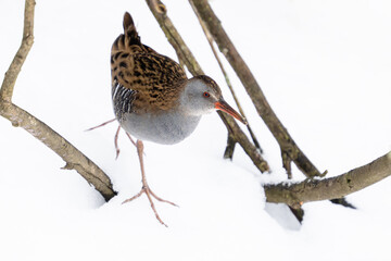 European water rail (Rallus aquaticus)