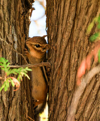 Obraz premium Curious Chipmunk Peeking Between Tree Trunks