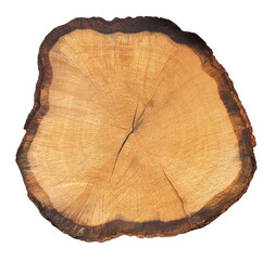 Obraz premium Tree stump cross section showing annual growth rings