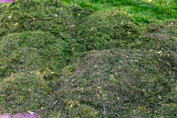 Vibrant mounds of freshly mowed grass fill the frame, their rich green hues mingling with scattered leaves.