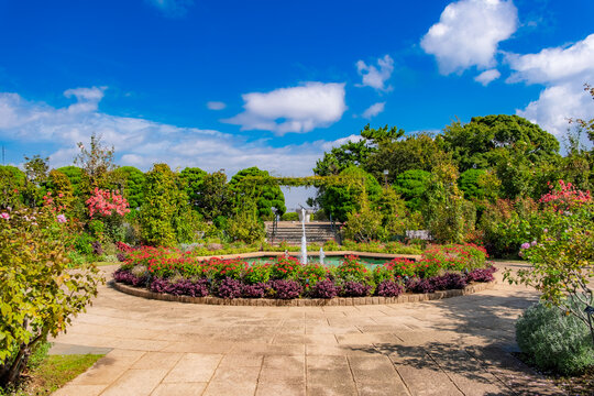 神奈川県横浜市 港の見える丘公園、香りの庭（沈床花壇）の噴水と秋の花々