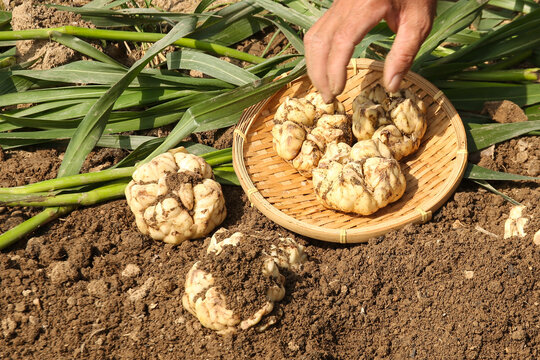 Lanzhou Farmers Harvesting Fresh Natural Vegetables in Bamboo Basket - Agricultural Cooperation Show
