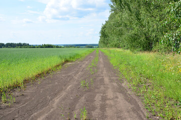 Dirt Road Through Green Fields and Trees on a Summer Day copy space
