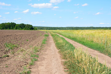Dirt Road Between Plowed Field and Golden Crops leading to green forest
