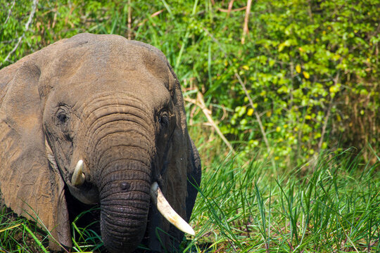 Close-up of elephant with tusks grazing in green riverside grass