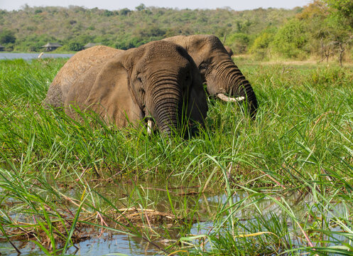 Two elephants grazing in shallow water near grassy lakeshore