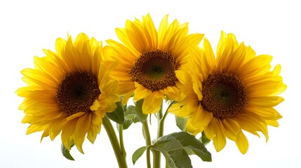 Obraz premium Three Bright Yellow Sunflowers Blooming Against a White Background.