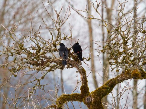 Ein Paar Alpendohlen (Pyrrhocorax graculus) sa&szlig; auf den kahlen &Auml;sten eines Baumes
