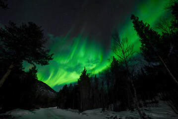 Northern Lights Dancing Over Arctic Forest Landscape