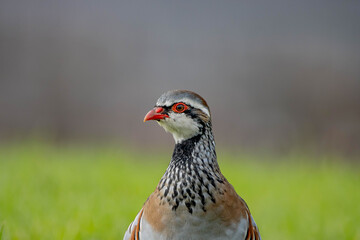 Obraz premium A red-legged partridge 