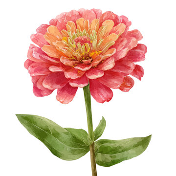 Zinnia Flower illustrated in isometric watercolor style, isolated on white.