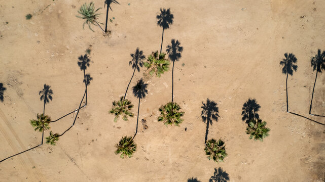 Aerial View of a Desert Landscape with Palm Trees Casting Shadows on the Ground