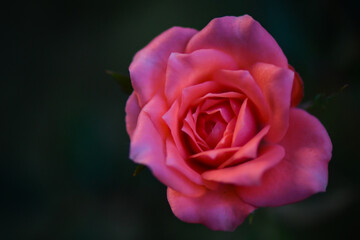 pink rose on a green background